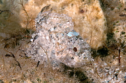 ��������, ��� ������� ��� (Scorpaena porcus) 