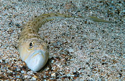 ������� ���������, ������� ������� ������, ��� ������� ������� ��������, ��� ������ (Trachinus draco)