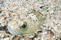 ������� ���������, ������� ������� ������, ��� ������� ������� ��������, ��� ������ (Trachinus draco)