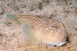 ��������� ��� ������� ������ (Uranoscopus scaber)