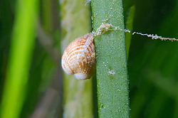  ������� ����������� (Cerastoderma sp.)