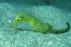 ������� ����� (Hippocampus hippocampus)