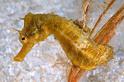 ������� ����� (Hippocampus hippocampus)