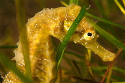 ������� ����� (Hippocampus hippocampus)