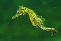 ������� ����� (Hippocampus hippocampus)