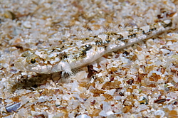 ����� ����������� ����� (Pomatoschistus marmoratus) 