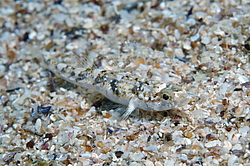 ����� ����������� ����� (Pomatoschistus marmoratus) 