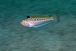 ������� ���������, ������� ������� ������, ��� ������� ������� ��������, ��� ������ (Trachinus draco)