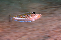 ������� ���������, ������� ������� ������, ��� ������� ������� ��������, ��� ������ (Trachinus draco)