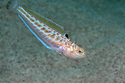 ������� ���������, ������� ������� ������, ��� ������� ������� ��������, ��� ������ (Trachinus draco)