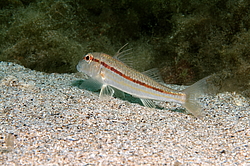 ��������, ��� �������� (Mullus barbatus ponticus)