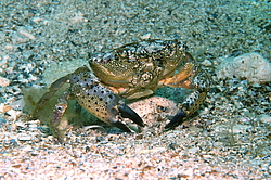 �������� ����, ��� ���� ������ (Eriphia verrucosa)