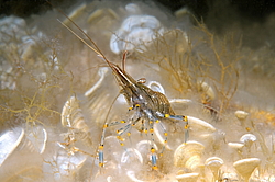 �������� �������� (Palaemon elegans)