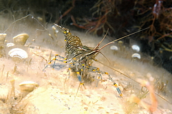 �������� �������� (Palaemon elegans)