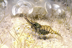 �������� �������� (Palaemon elegans)