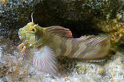 ������� ������� ������ (Aidablennius sphynx)