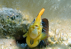 ������� ������� ������ (Salaria pavo) �����