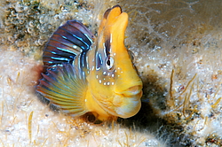 ������� ������� ������ (Salaria pavo) �����