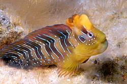 ������� ������� ������ (Salaria pavo) �����