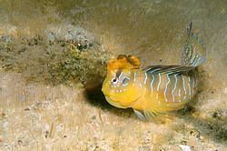 ������� ������� ������ (Salaria pavo) �����