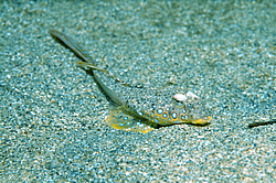������� ������� ����, ����� �������� (Callionymus pusillus) �����