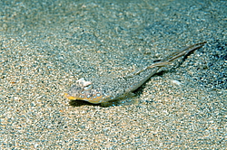 ������� ������� ����, ����� �������� (Callionymus pusillus) �����