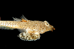 ������� ������� ����, ����� �������� (Callionymus pusillus) �����