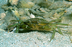 ��������, ��� ������ ���� (Carcinus mediterraneus)