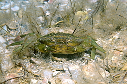 ��������, ��� ������ ���� (Carcinus mediterraneus)