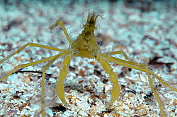 ���� ������� (Macropodia rostrata)