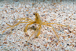 ���� ������� (Macropodia rostrata)