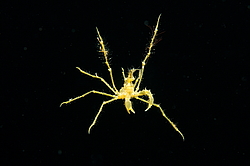 ���� ������� (Macropodia rostrata)