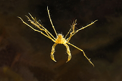���� ������� (Macropodia rostrata)