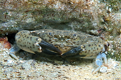 ���� ������ ������� (Xantho poressa)