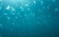 ������ �������, ������� ������ (Aurelia aurita)