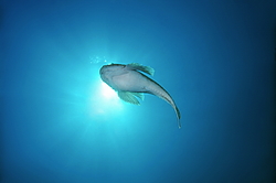 ��������� ��� ������� ������ (Uranoscopus scaber)