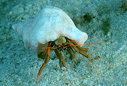 ��� ��������� ���������� (Clibanarius erythropus)