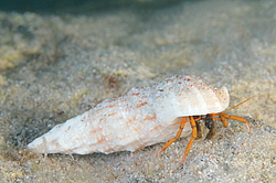 ��� ��������� ���������� (Clibanarius erythropus)