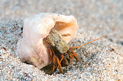 ��� ��������� ���������� (Clibanarius erythropus)