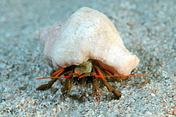 ��� ��������� ���������� (Clibanarius erythropus)