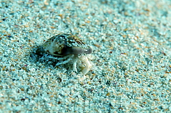 ��� ��������� ������ (Diogenes pugilator)