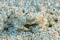 ���� ��������, ��� ��������� ���� (Macropipus holsatus)