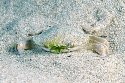 ���� ��������, ��� ��������� ���� (Macropipus holsatus)