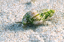 ������� �����  (Tritia reticulata)