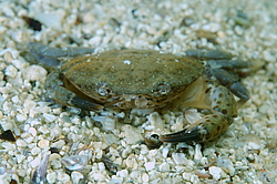 ���� ������ ������� (Xantho poressa)