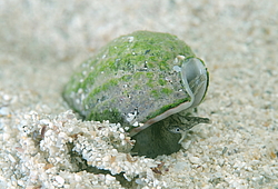 ������� �����  (Tritia reticulata)