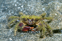 ��������� ������������ ���� (Pilumnus hirtellus)