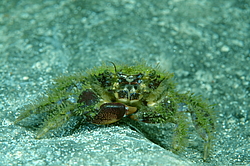 ��������� ������������ ���� (Pilumnus hirtellus)