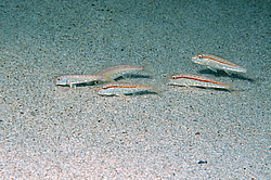 ��������, ��� �������� (Mullus barbatus ponticus)