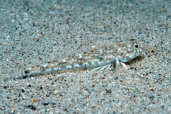 ����� ����������� ����� (Pomatoschistus marmoratus) 